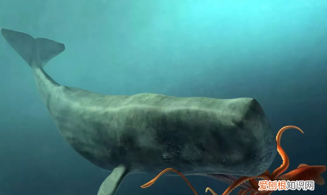 龙涎香是什么为何如此名贵,名贵香料龙涎香