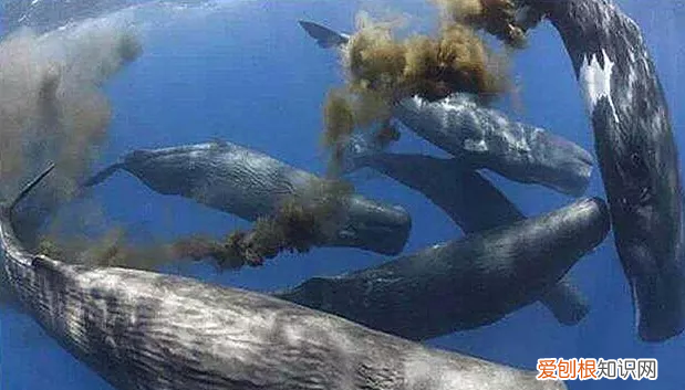 龙涎香是什么为何如此名贵,名贵香料龙涎香