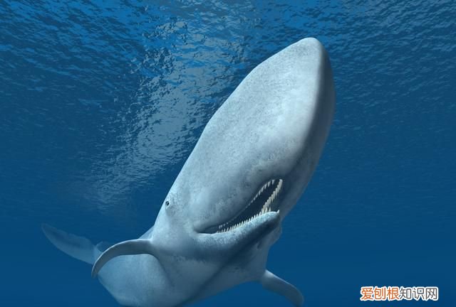 龙涎香是什么为何如此名贵,名贵香料龙涎香