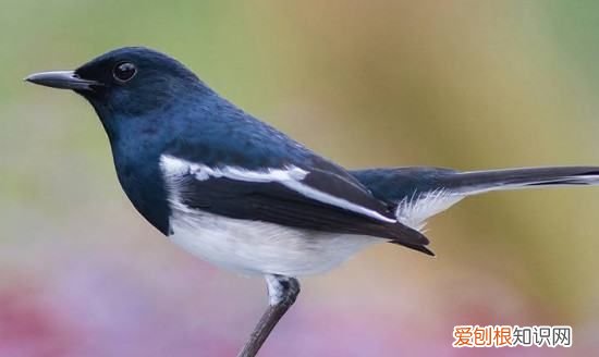 长尾四喜鸟全年叫,老野四喜养多久开始小唱