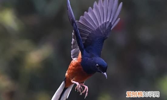 长尾四喜鸟全年叫,老野四喜养多久开始小唱