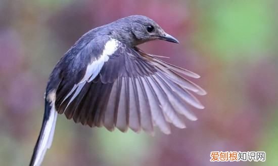 长尾四喜鸟全年叫,老野四喜养多久开始小唱