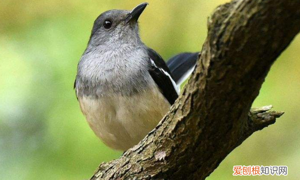 长尾四喜鸟全年叫，老野四喜养多久开始小唱