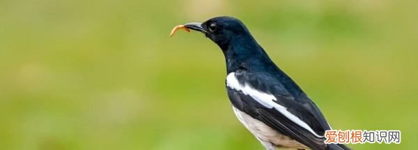 长尾四喜鸟全年叫,老野四喜养多久开始小唱