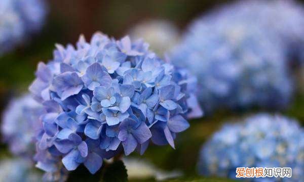 绣球品种大全及分类，花卉绣球花有多少品种