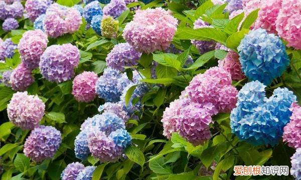 绣球品种大全及分类，花卉绣球花有多少品种