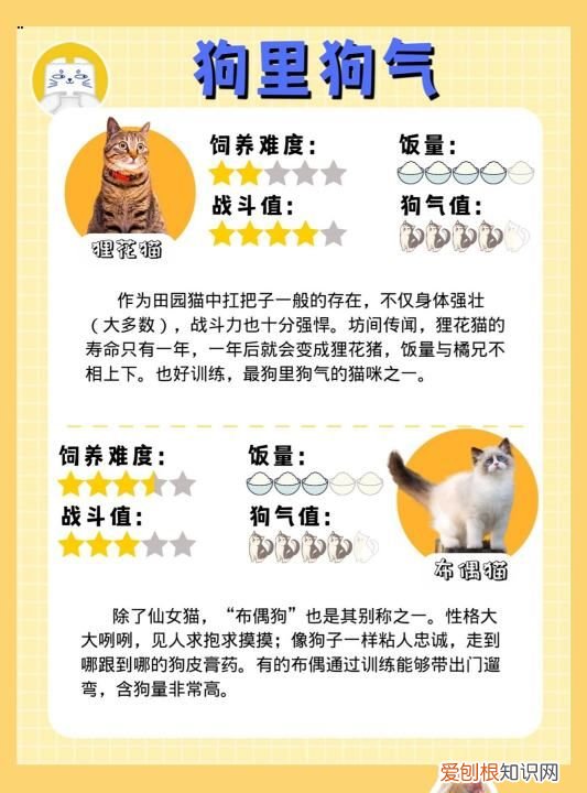 要了命了图片，长毛狸花猫和缅因猫区别