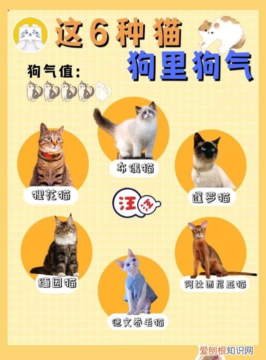 要了命了图片，长毛狸花猫和缅因猫区别
