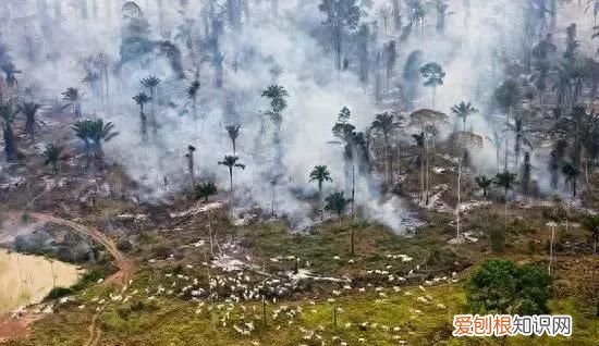 环境污染的危害,环境污染的危害有哪些方面