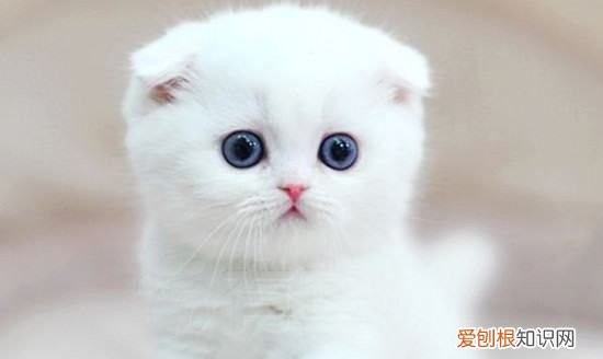 长毛白猫是什么品种，图中黑白色的长毛猫咪是什么品种的