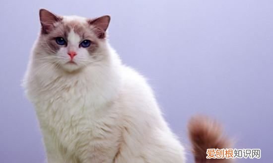 长毛白猫是什么品种，图中黑白色的长毛猫咪是什么品种的