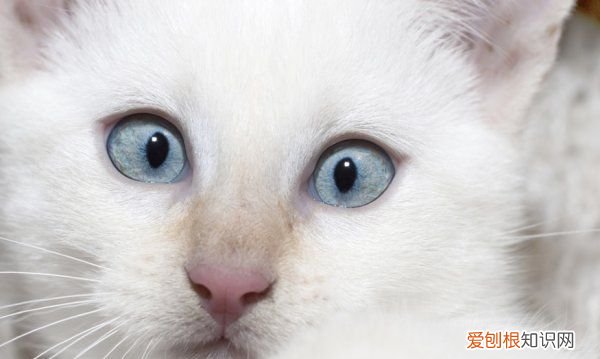 长毛白猫是什么品种，图中黑白色的长毛猫咪是什么品种的