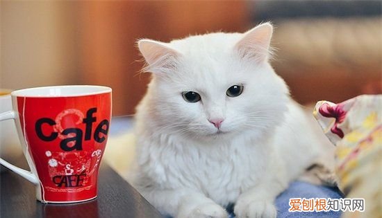 长毛白猫是什么品种，图中黑白色的长毛猫咪是什么品种的