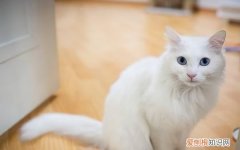 长毛白猫是什么品种，图中黑白色的长毛猫咪是什么品种的