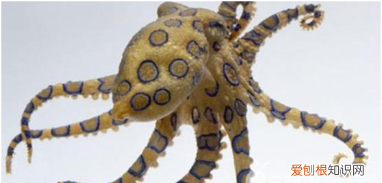 章鱼可以当宠物养，是否能够将章鱼作为宠物饲养?