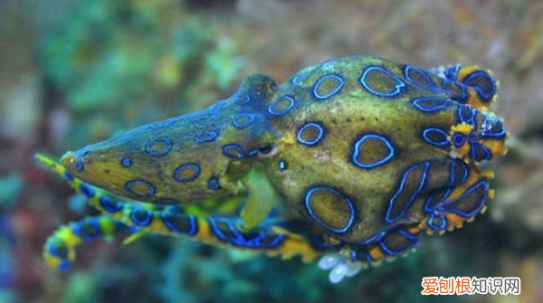 章鱼可以当宠物养，是否能够将章鱼作为宠物饲养?