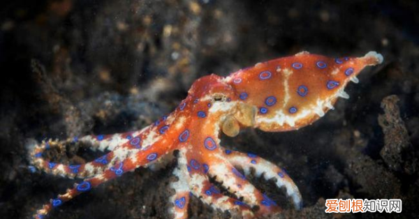 章鱼可以当宠物养，是否能够将章鱼作为宠物饲养?