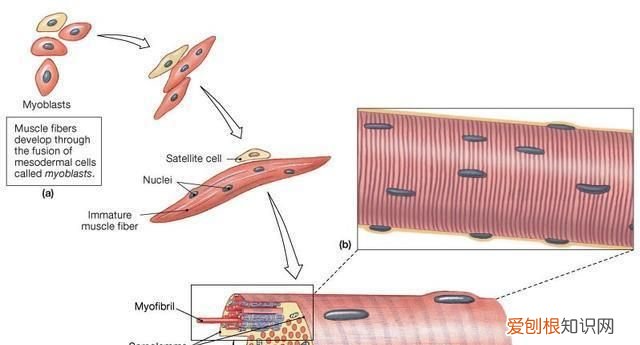 增肌原理是什么,肌肉增粗的原理