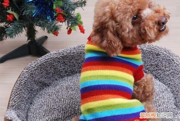 狗狗冬天怎么保暖,冬天狗狗睡觉时怎样保暖