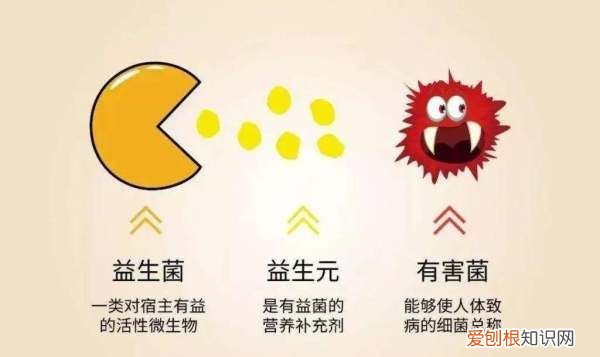 益生菌和益生元的区别,益生菌与益生元的区别还有怎么选择