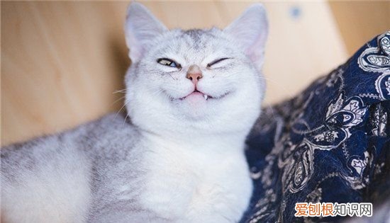 折耳蓝猫能活多少年，折耳母蓝猫最大能长多大图片