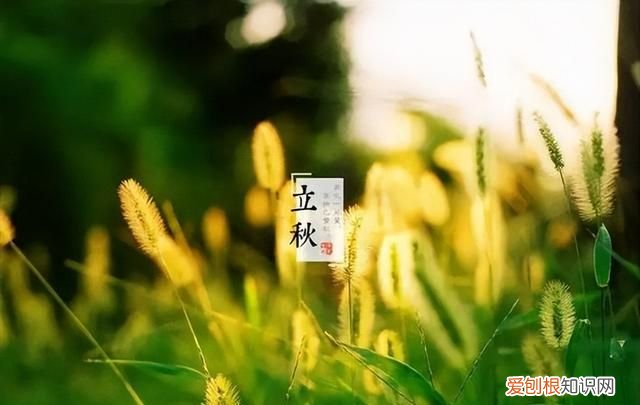 立秋后蚊子太厉害了怎么办 立秋后蚊子会变多还是变少