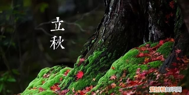 立秋后蚊子太厉害了怎么办 立秋后蚊子会变多还是变少