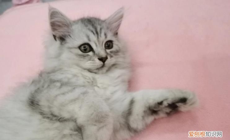 虎斑属于什么品种,长毛虎斑猫什么品种