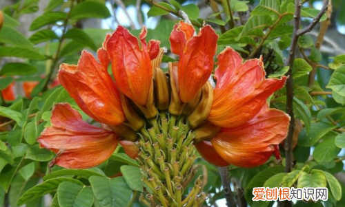 澳大利亚特色植物有哪些，澳大利亚国徽上的植物哪四种