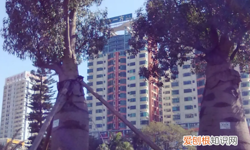 澳大利亚特色植物有哪些，澳大利亚国徽上的植物哪四种