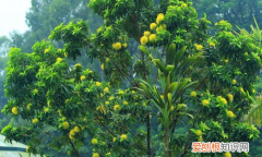 澳大利亚特色植物有哪些，澳大利亚国徽上的植物哪四种