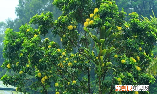 澳大利亚特色植物有哪些，澳大利亚国徽上的植物哪四种