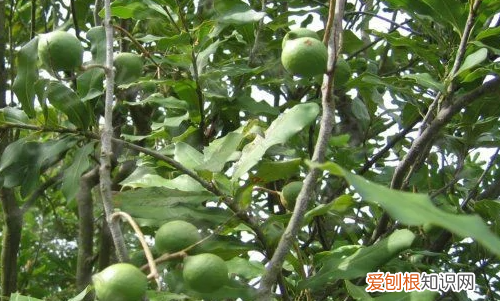 澳大利亚特色植物有哪些，澳大利亚国徽上的植物哪四种