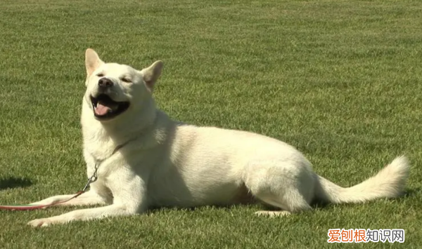 长得像狐狸的狗叫什么