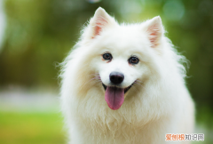 长得像狐狸的狗叫什么