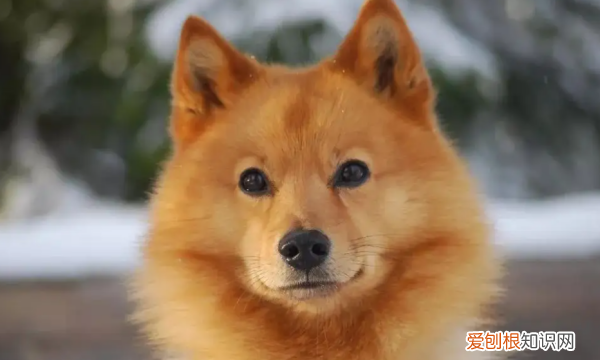 长得像狐狸的狗叫什么