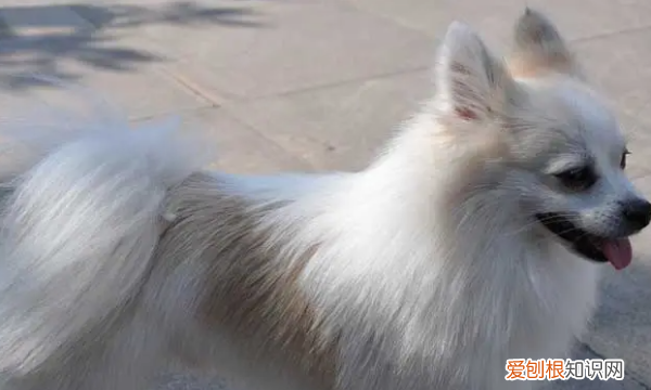 长得像狐狸的狗叫什么