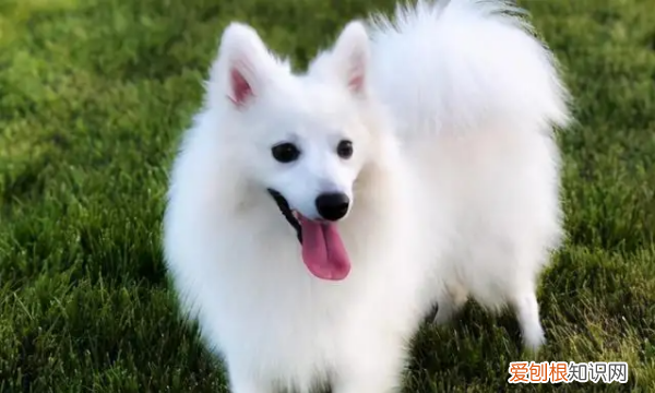 长得像狐狸的狗叫什么