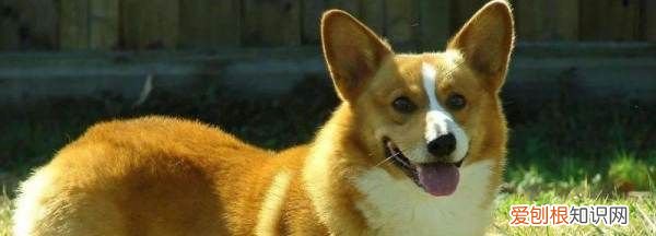 长毛柯基是串,怎么分辨柯基是不是串串