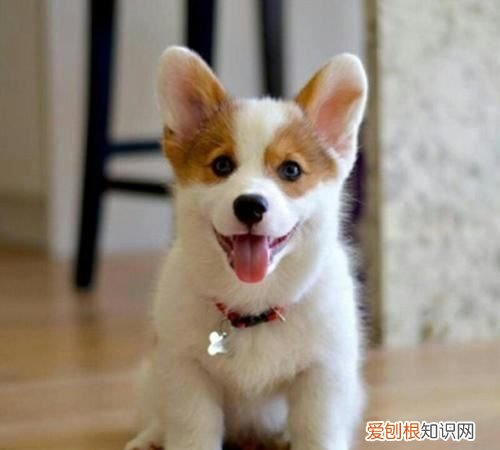 长毛柯基是串,怎么分辨柯基是不是串串