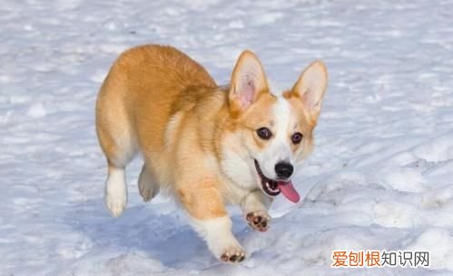 长毛柯基是串,怎么分辨柯基是不是串串