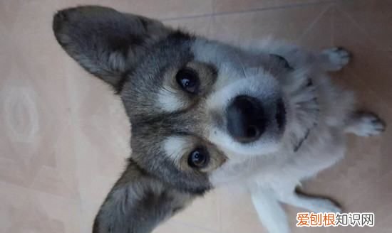 长毛柯基是串,怎么分辨柯基是不是串串