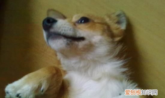 长毛柯基是串,怎么分辨柯基是不是串串