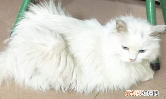 ，长毛龙猫几个月爆毛