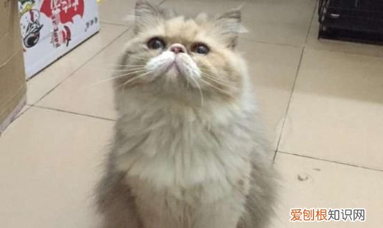 ，长毛龙猫几个月爆毛
