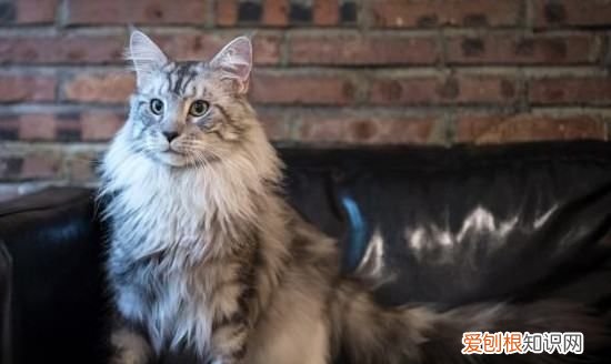 ，长毛龙猫几个月爆毛