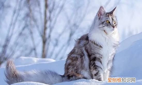 ，长毛龙猫几个月爆毛