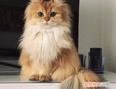 ，长毛龙猫几个月爆毛