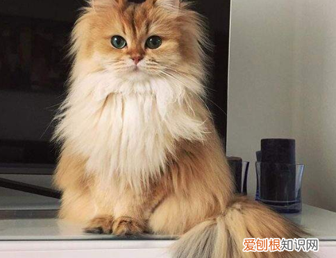 ，长毛龙猫几个月爆毛