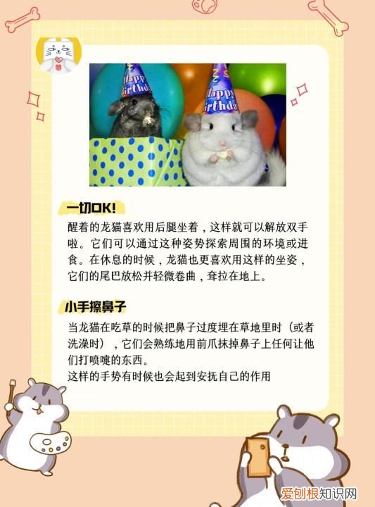 龙猫垫料用什么好，长毛龙猫多久才炸毛